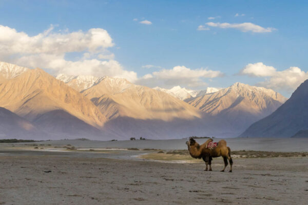NUBRA VALLEY & TURTUK – Sand Dunes of the High Desert