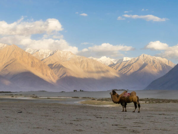 NUBRA VALLEY & TURTUK – Sand Dunes of the High Desert