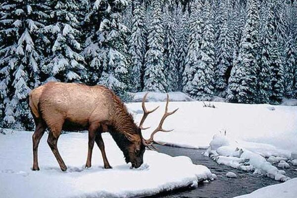 Dachigam National Park -The Last Stand of the Hangul