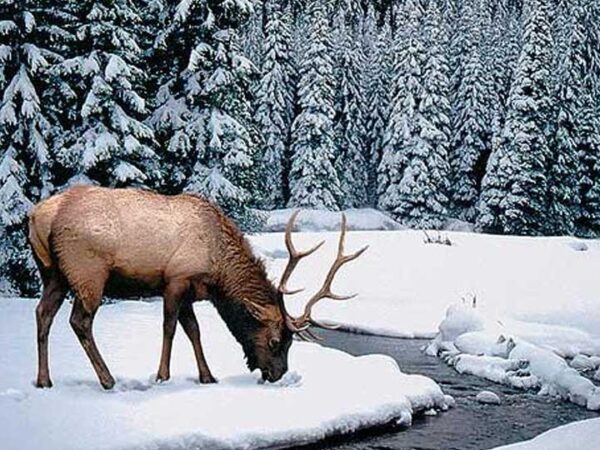 Dachigam National Park -The Last Stand of the Hangul